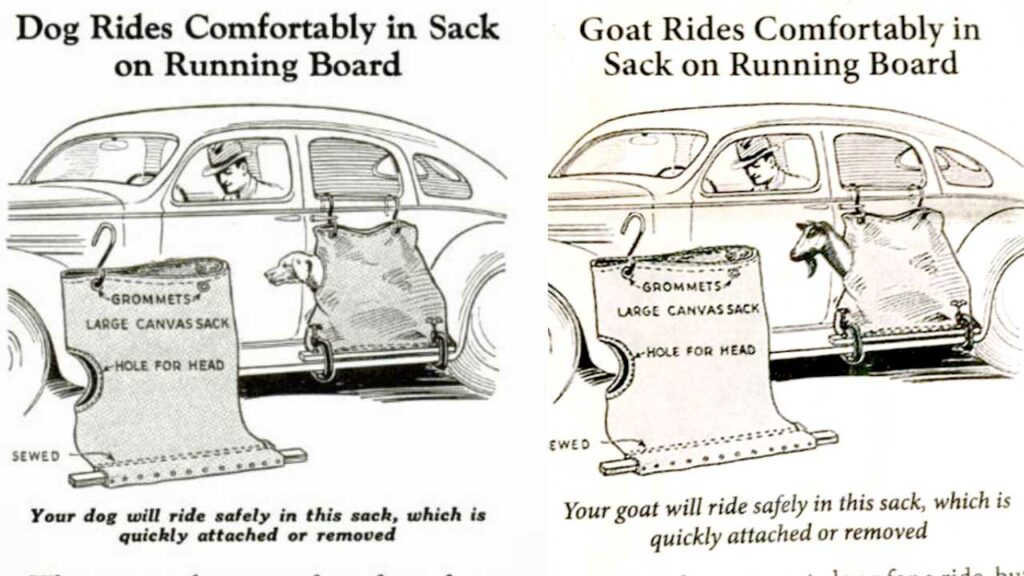 car sacks to transport goat and dog