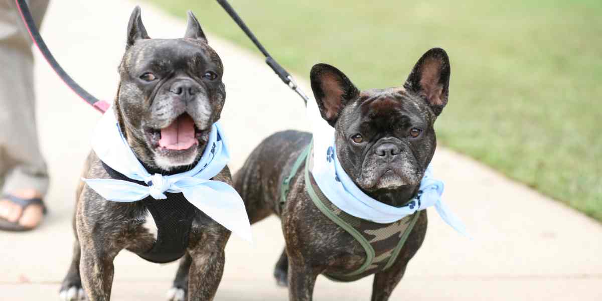 dogs being walked on a leash